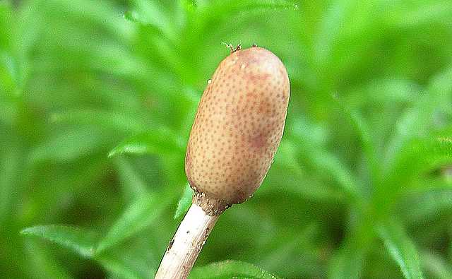 Funghi cittadini